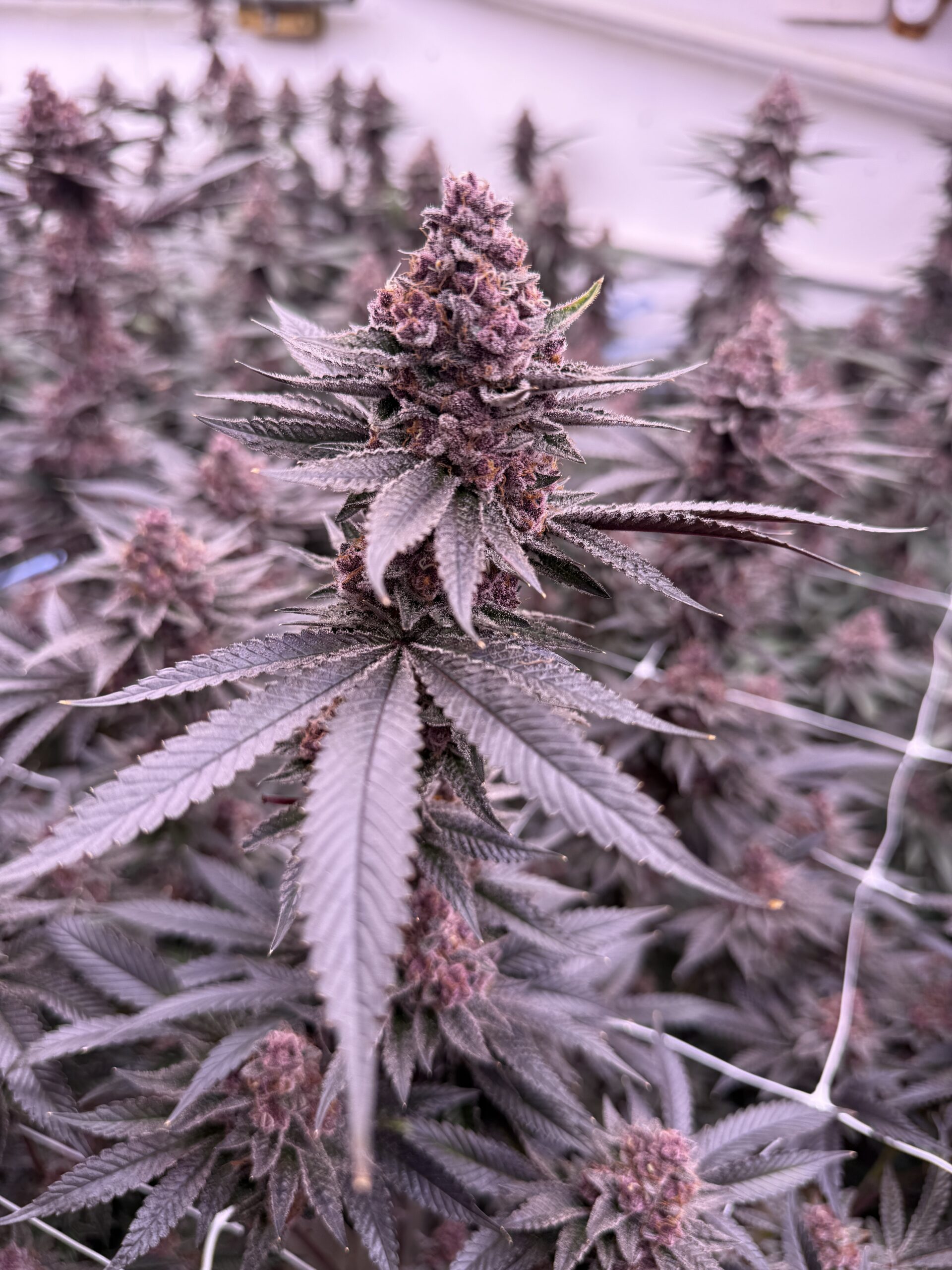 Purple cannabis flower growing indoors under lights