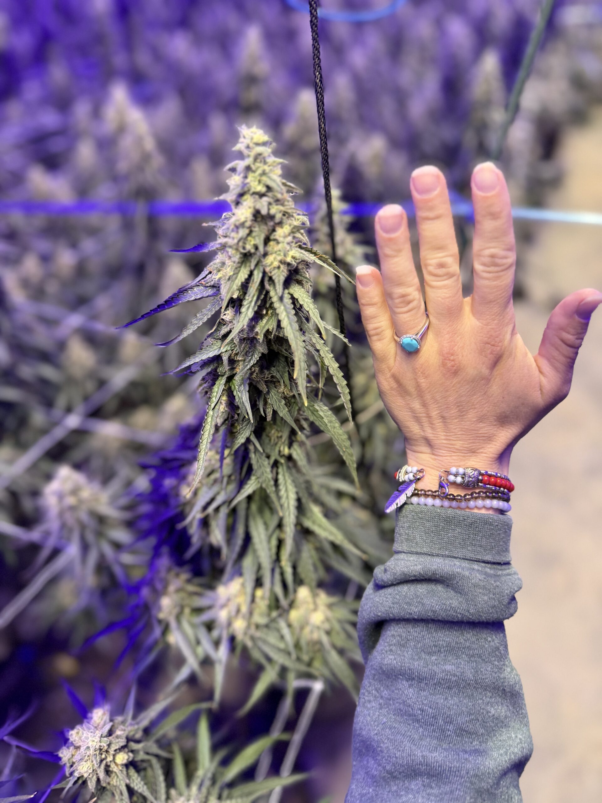 Hand holding cannabis cola inside grow room