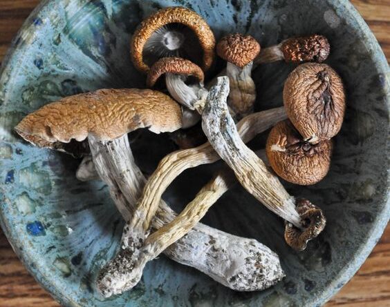 magic mushroom