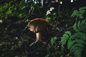 Psychedelics