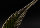 terpenes