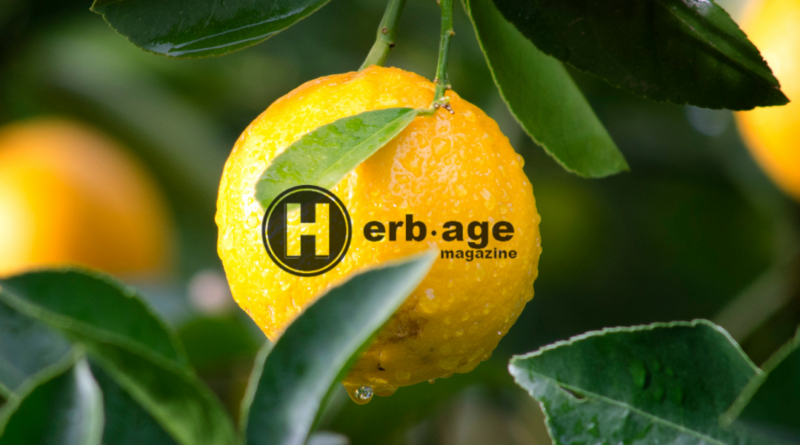 limonene
