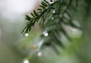 pinene