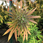 Cannabis and herbal blend