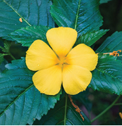 Damiana herb aphrodisiac