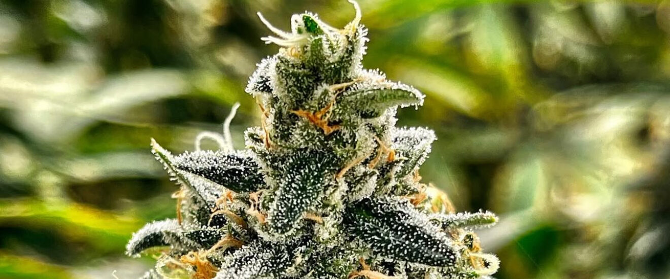 Herbage Magazine
